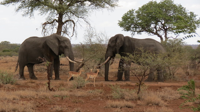 Safari na Africa do Sul - parte III